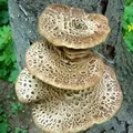 Stem () 4 букви - пошук слів за маскою і визначенням, відповіді на сканворди пошук