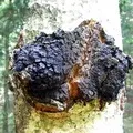 Stem () 4 букви - пошук слів за маскою і визначенням, відповіді на сканворди stem