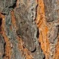 Stem () 4 букви - пошук слів за маскою і визначенням, відповіді на сканворди пошук