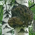 Stem () 4 букви - пошук слів за маскою і визначенням, відповіді на сканворди stem