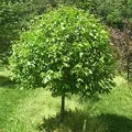 Stem () 4 букви - пошук слів за маскою і визначенням, відповіді на сканворди stem