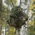 Stem () 4 букви - пошук слів за маскою і визначенням, відповіді на сканворди слів