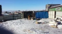 Суворі монгольські собаки монгольські