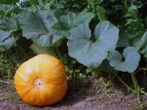 Гарбуз при гіпертонії - Лікування серця лікування