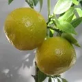 пошук