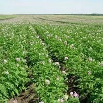 Добрива для картоплі під час посадки, після посадки, перед оранням, для зростання картоплі