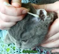 Догляд за британською кішкою, фото, щоденний, щомісячний, щотижневий, річний догляд за британською британською