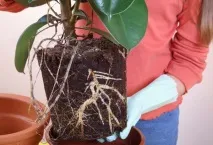 умовах
