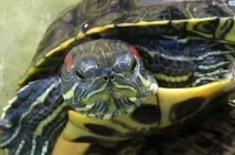 Видові ознаки черепах видові