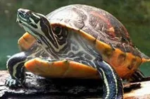 Видові ознаки черепах ознаки