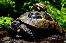 Видові ознаки черепах видові
