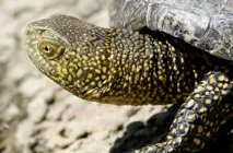 Видові ознаки черепах ознаки