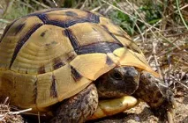 Видові ознаки черепах ознаки