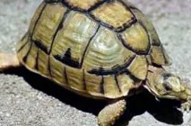 Видові ознаки черепах ознаки