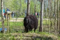 В Ухті відзначили - Сабантуй сабантуй
