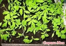 ознаки