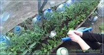 Хлібне добриво для томатів своїми руками - Як зробити самому добриво