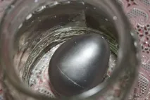 яйця