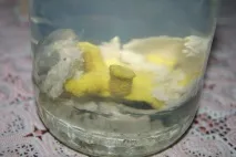 штуки