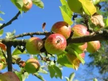 Хлороз яблуні - як попередити та вилікувати хворобу хлороз