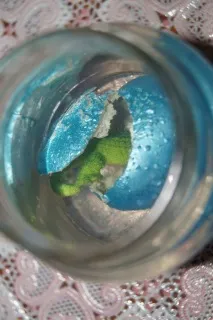 яйця