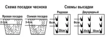 чесън