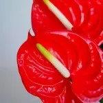 цвете цвете антуриум