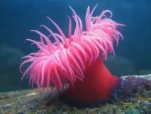 океана морски