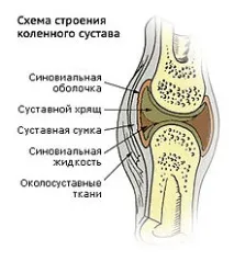 Суглоби, Види суглобів, їх будова та функції будова