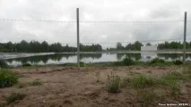 свиней