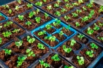 Жовтіє розсада баклажанів – причини та способи усунення проблеми баклажанів