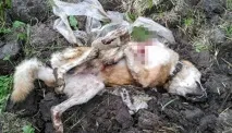 Мешканці Переславля вимагають покаратиживодера, який жорстоко вбив собаку на очах у дітей переславля