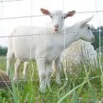 Біла українська порода кіз особливості, зміст та розведення біла