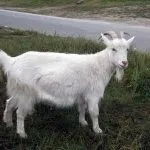 Біла українська порода кіз особливості, зміст та розведення українська
