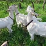 Біла українська порода кіз особливості, зміст та розведення особливості