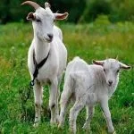 Біла українська порода кіз особливості, зміст та розведення біла