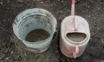 Айва японська - посадка плодових та декоративних сортів Відео плодових
