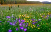 Розмова із дітьми підготовчої групи на тему Цвітіння луки групи