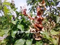 Бактеріальний опік груші - ознаки хвороби та лікування бактеріальний