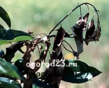 Бактеріальний опік груші - ознаки хвороби та лікування бактеріальний
