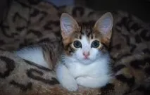 оголошення