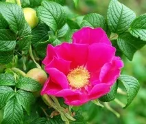 Чайні трави та листя дерев, Дачники трави