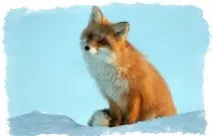 дуже