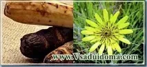 Чорний корінь, козелець, скорцонера - хочеш зелень, хочеш коріння, Сайт про сад, дачу та кімнатні корінь