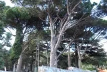 будинки