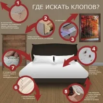Домашні клопи – найефективніші методи боротьби! Фото приклади та відео! клопи