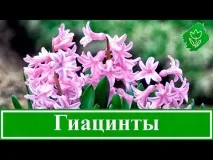Квіти гіацинти опис, популярні сорти та розведення опис