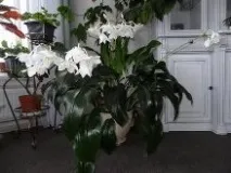 Квіти для домашнього благополуччя прикмети, Нашептала благополуччя