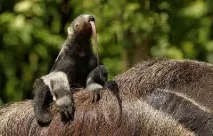 Гігантський мурахоїд ареал проживання, цікаві факти, фото гігантський
