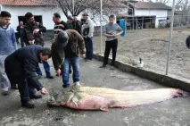 Гігантського сома виловили рибалки у Сирдар’ї (фото, відео) гігантського